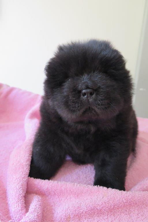 Balto V.D. Kroonbeek  (Puppy Geel) Zwart langhaar